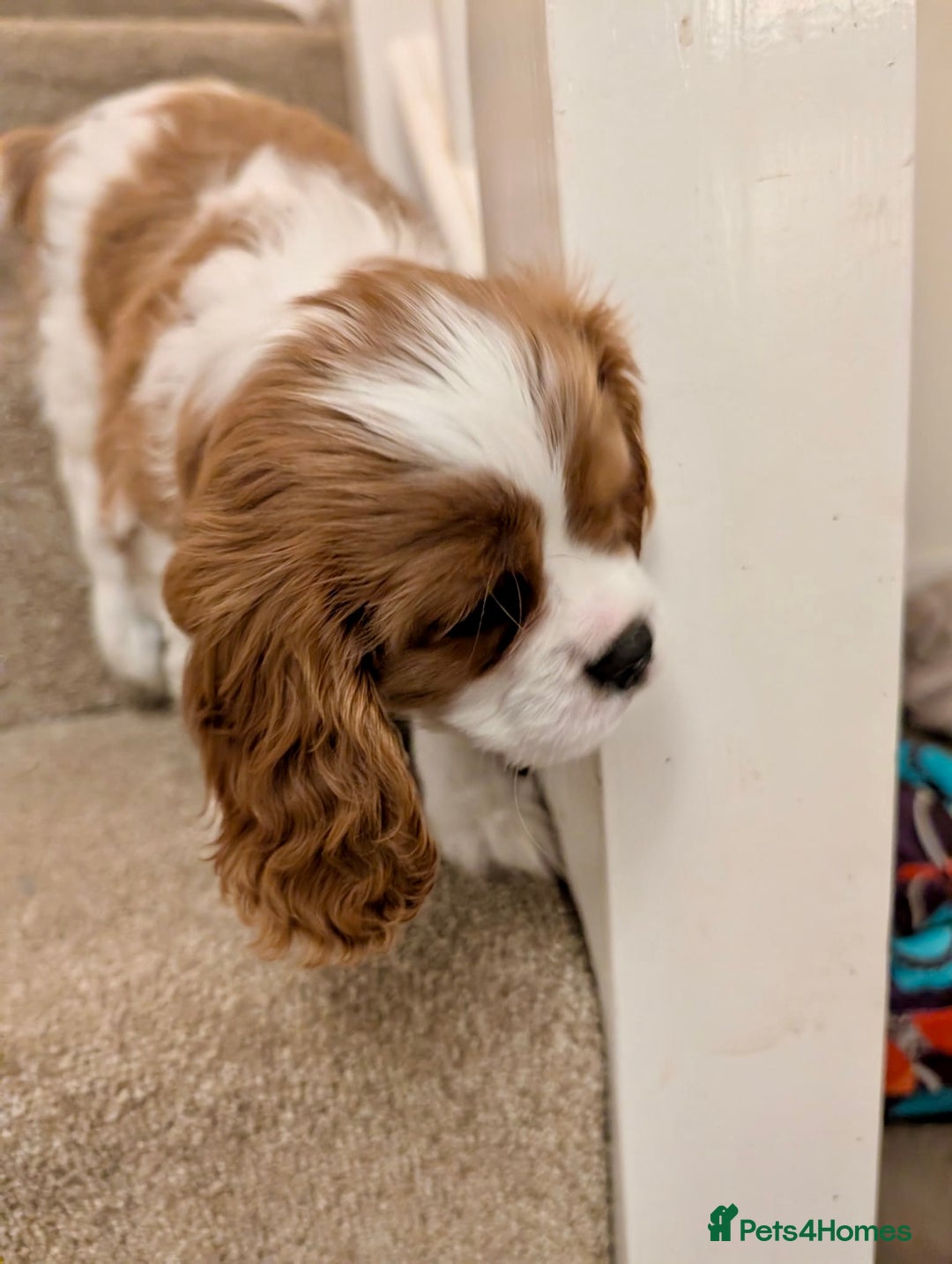 Cavalier King Charles Spaniel dogs for sale: Fully health tested CKCS 🐶💙🐾 - Image 6