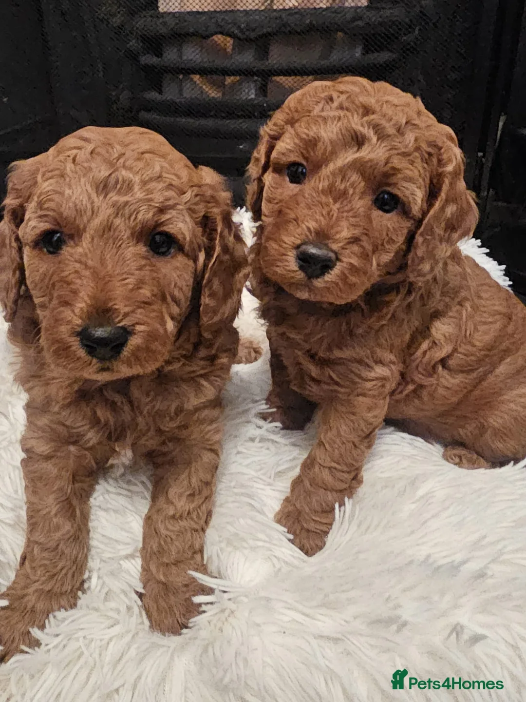 Cavapoo dogs for sale: Beautiful Cavapoo puppies ready for Half Term! - Advert 1