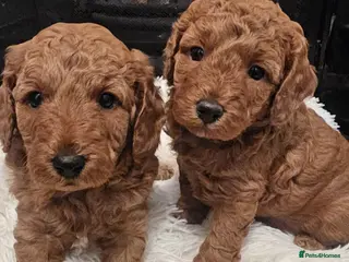 Cavapoo dogs Beautiful Cavapoo puppies for sale - Advert 10