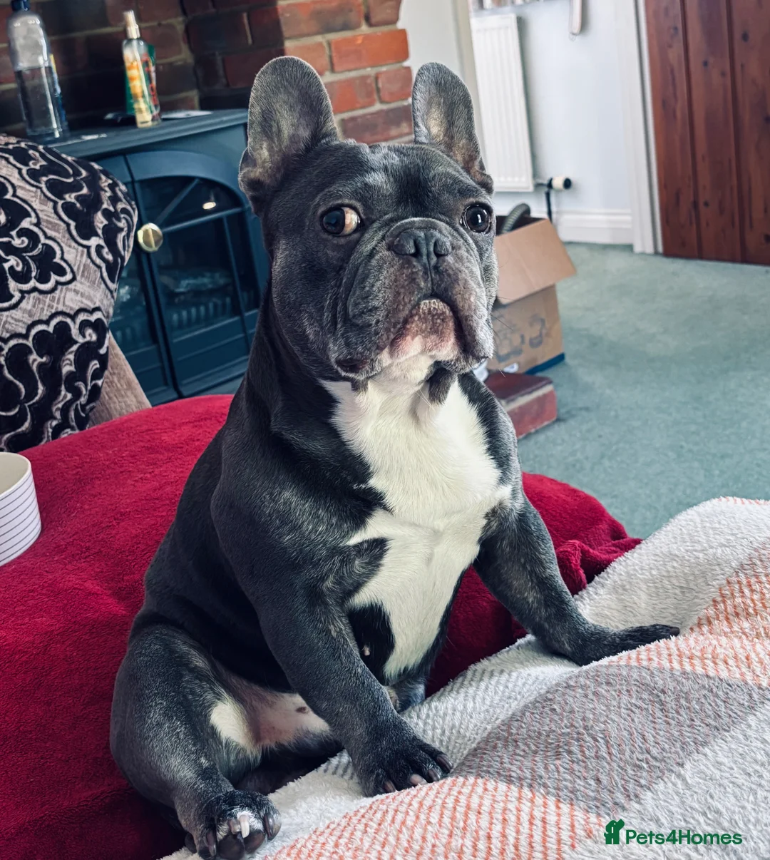 French Bulldog dogs for stud: Beautiful Boy For Stud  - Advert 8
