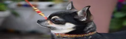Chihuahua dogs for sale: Beautiful KC White Girl  - Advert 6