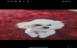 Maltipoo dogs for sale: Stunning Maltipoo Puppies  - Image 13
