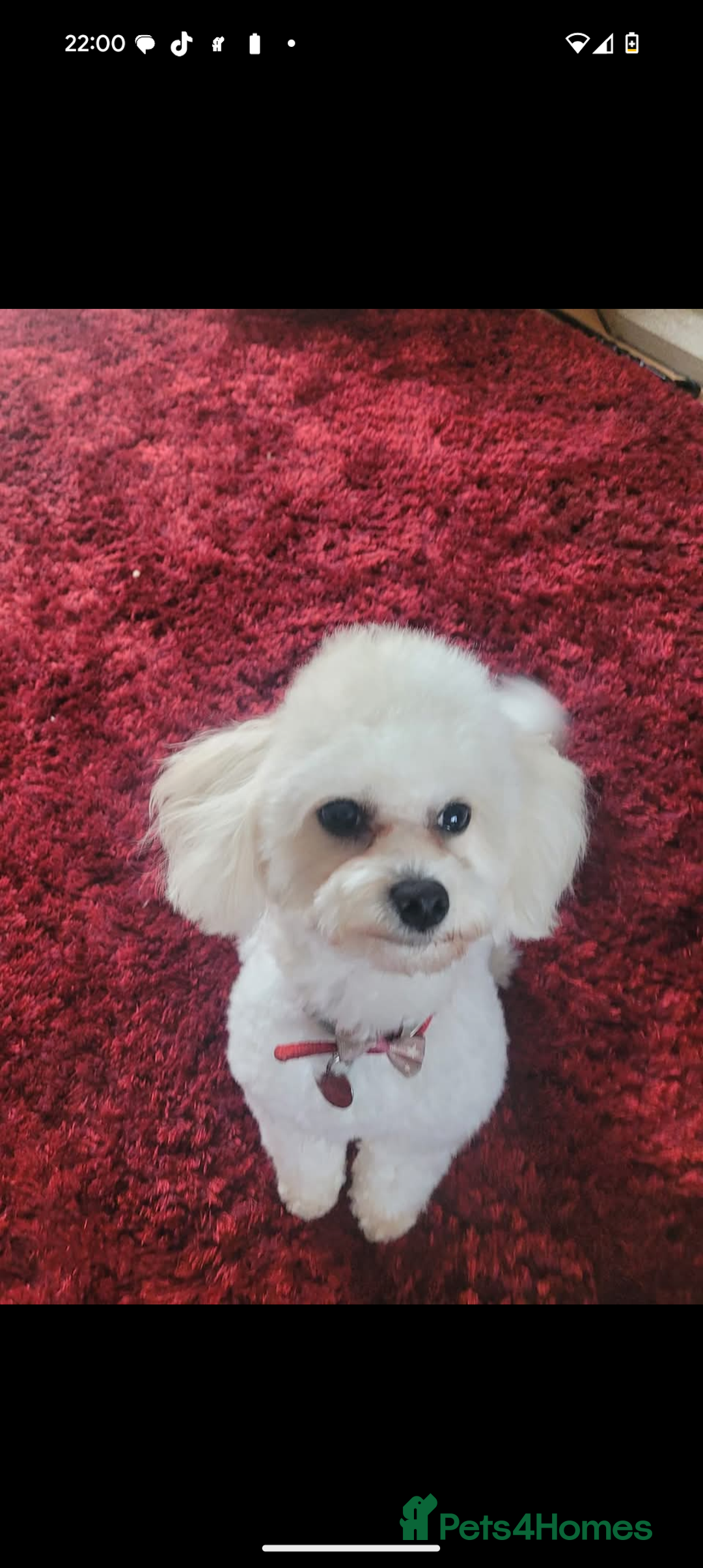 Maltipoo dogs for sale: Stunning Maltipoo Puppies  - Image 13