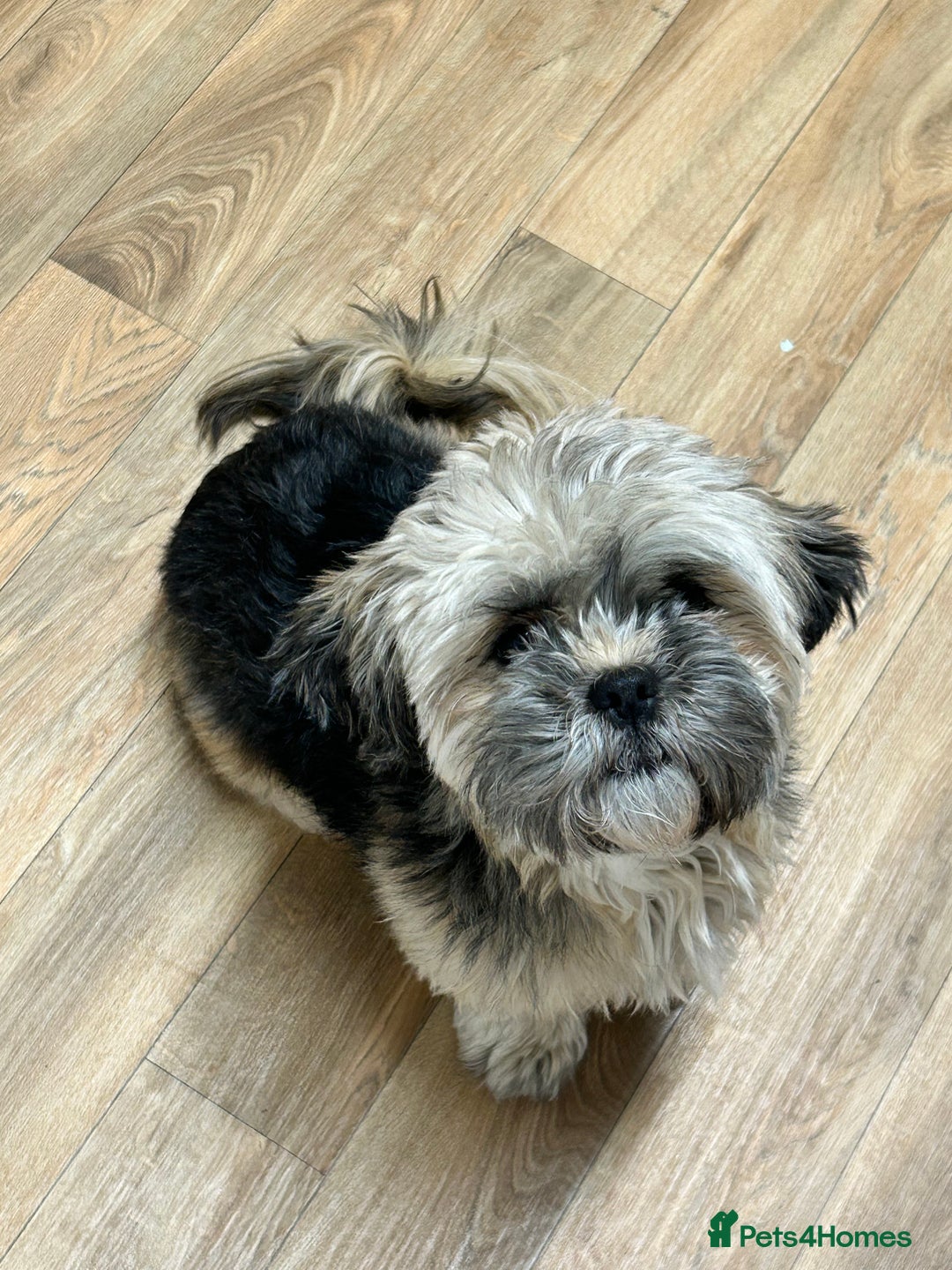 Shih Tzu dogs for sale: Price reduced too £550 One dark brown male shihtzu - Advert 7