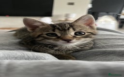 Mixed Breed cats for sale: URGENT Spotted Tabby Female  - Image 1