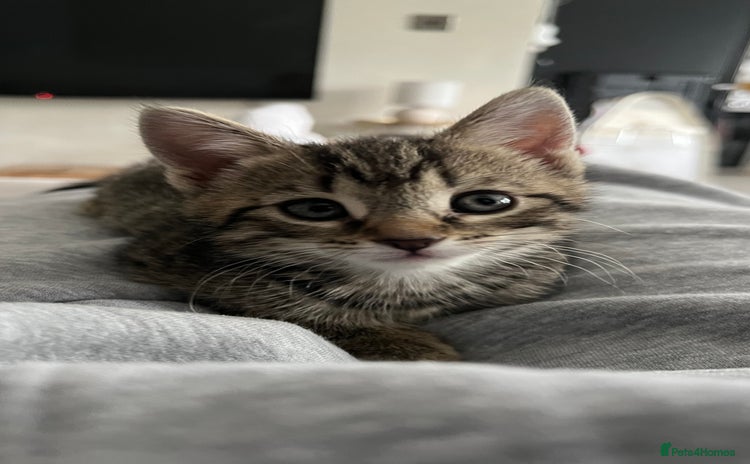 Mixed Breed cats - Advert 14