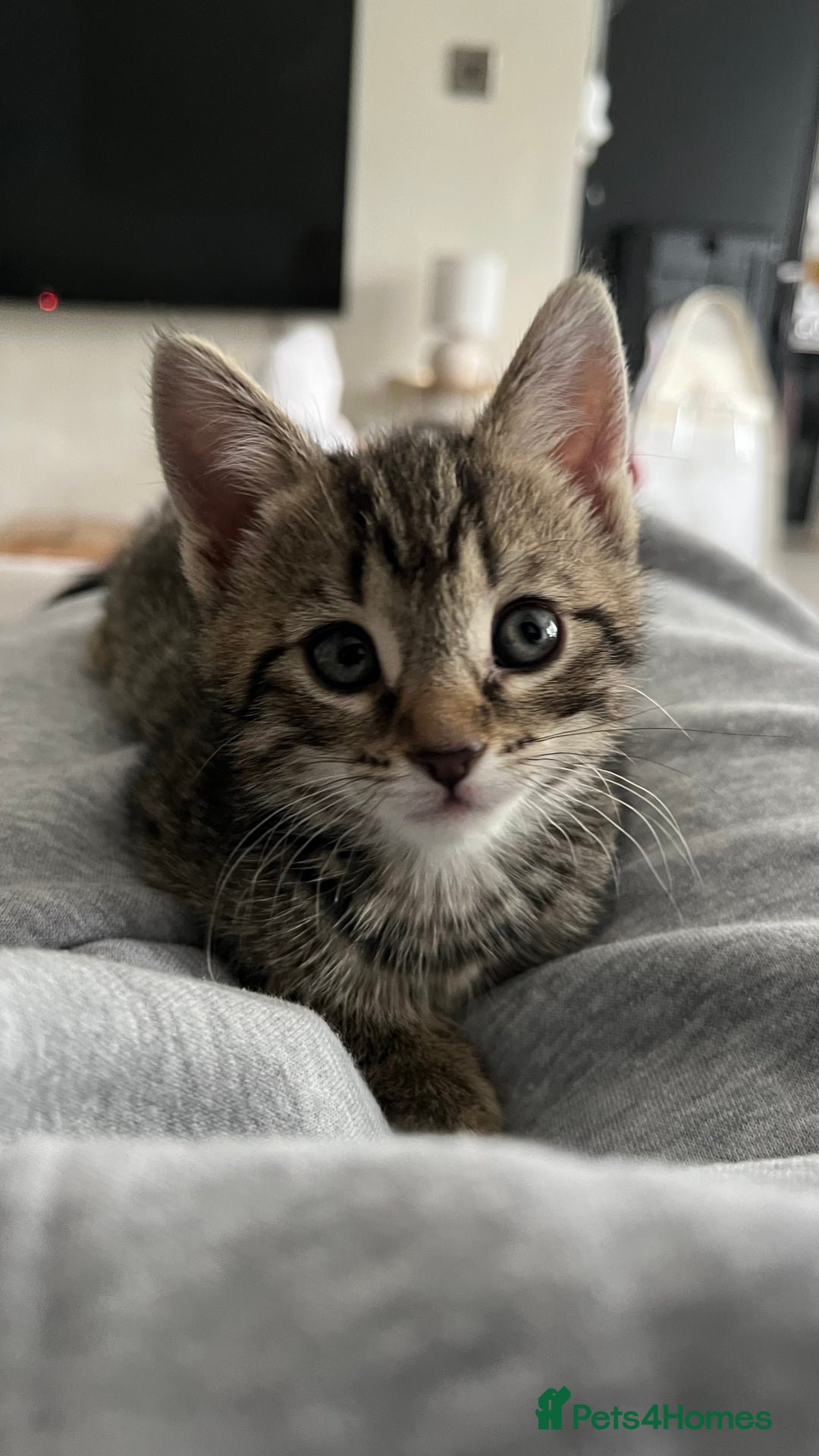 Mixed Breed cats for sale: URGENT Spotted Tabby Female  - Image 1
