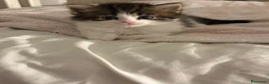 Domestic Shorthair Kitten 8