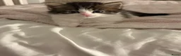 Domestic Shorthair cats for sale: Beautiful kittens 5* homes  - Advert 6