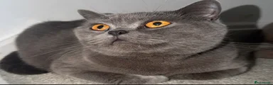 British Shorthair 1