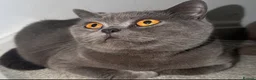 British Shorthair cats for sale: Sydnee, blue British short hair. - Advert 2