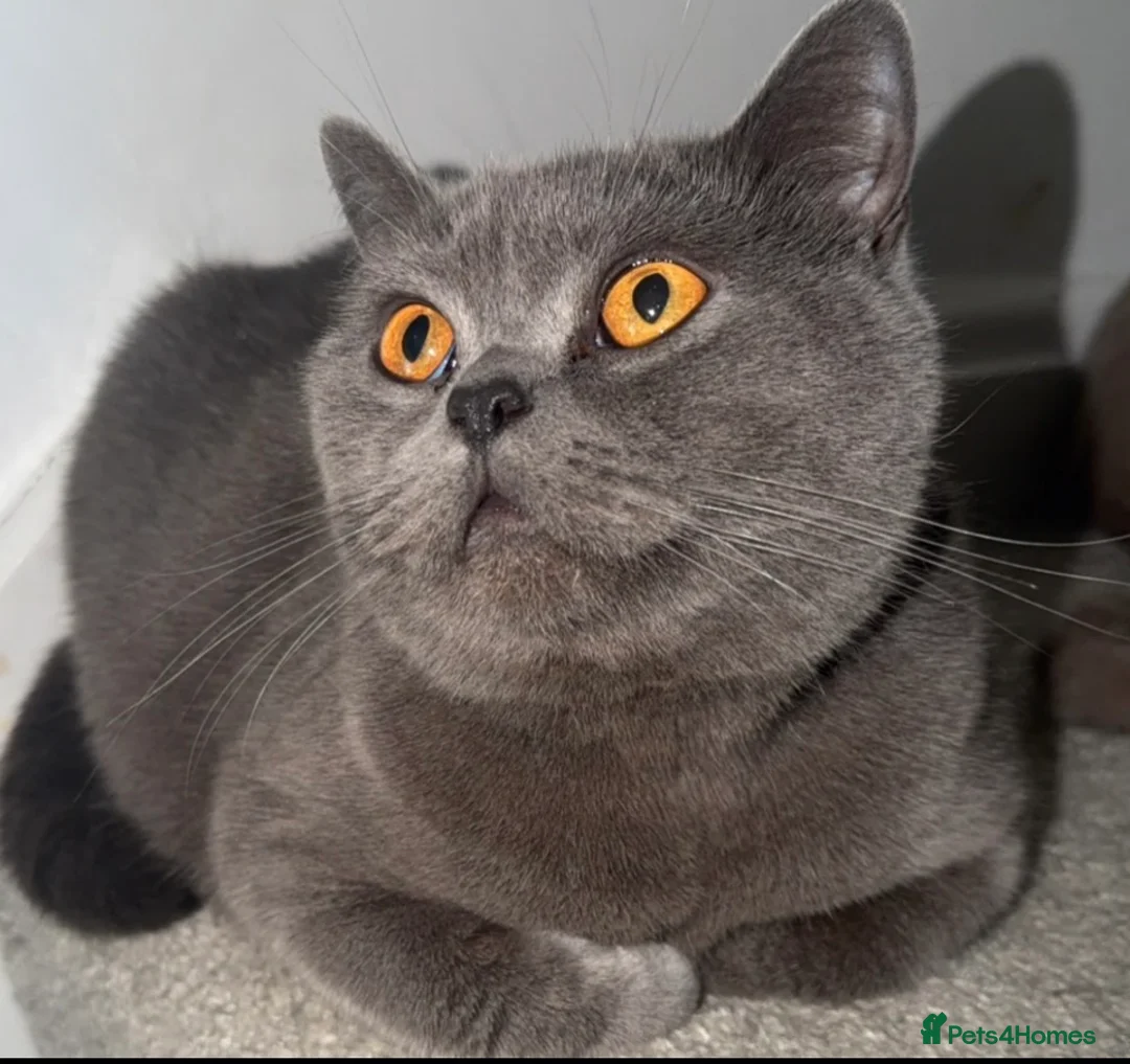 British Shorthair cats for sale: Sydnee, blue British short hair. - Advert 2