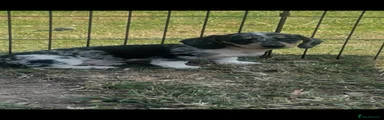 Miniature Dachshund Puppy 4