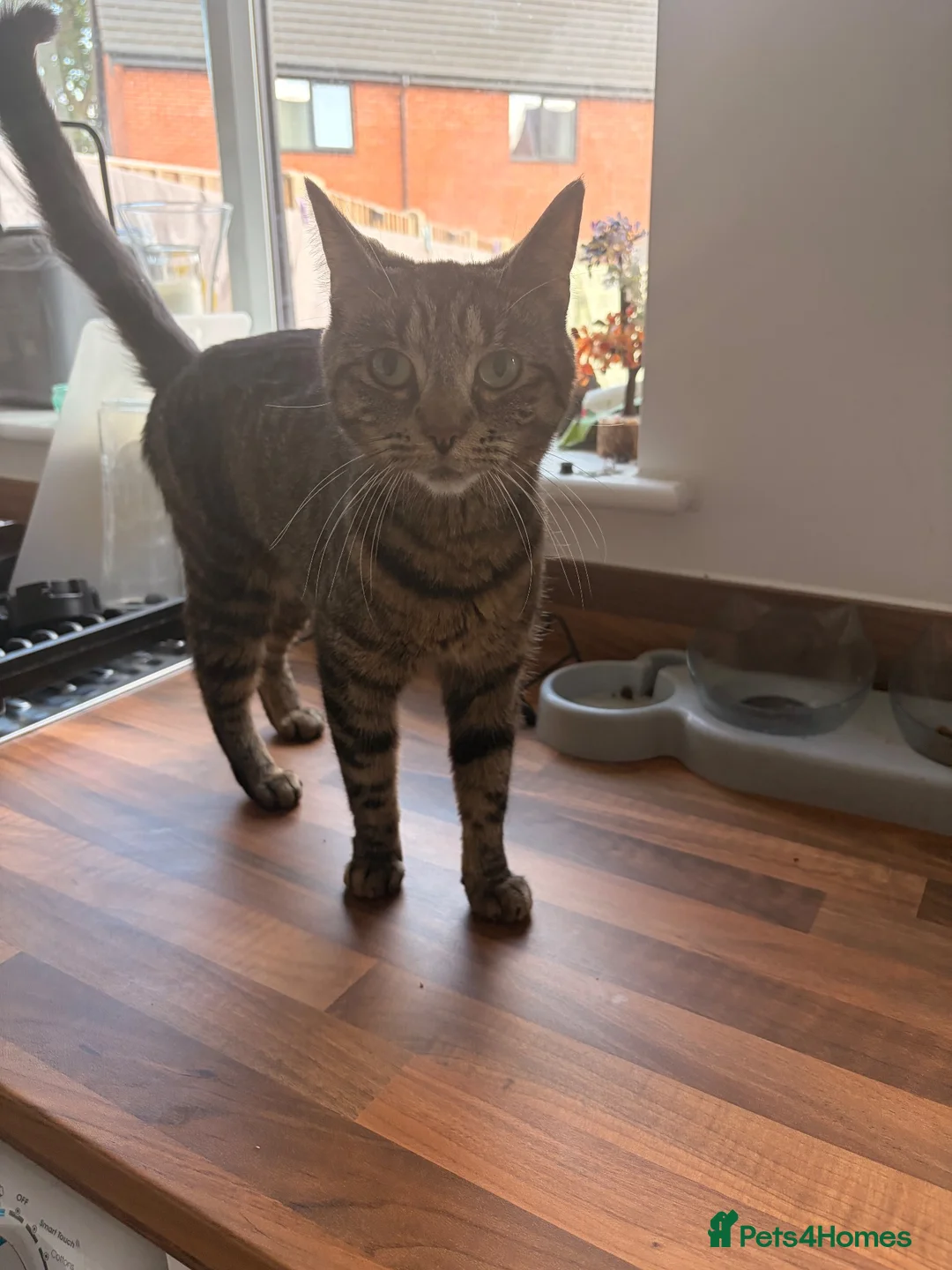 Mixed Breed cats for sale: Mixbreed beautiful kittens - Advert 2
