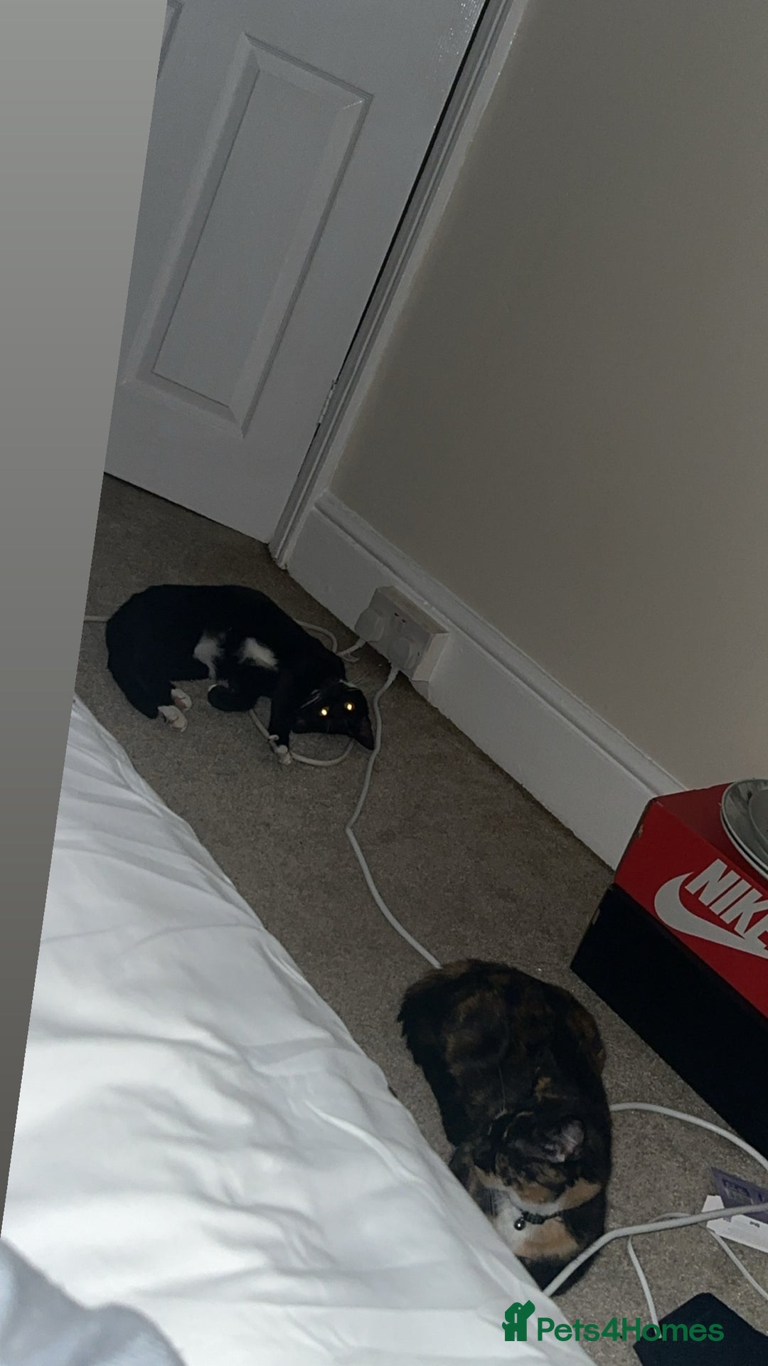 Mixed Breed cats for sale: 2 female cats  - Image 3