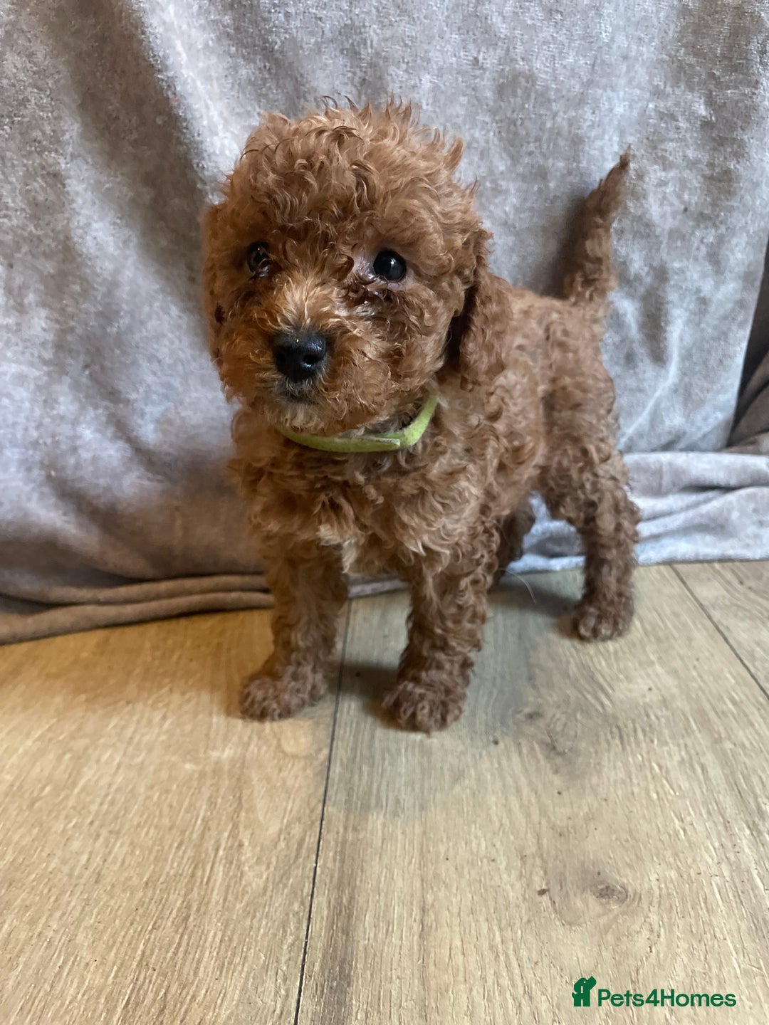 Cavapoo dogs for sale: FB2 cavapoo puppies-1 girl available  - Advert 26