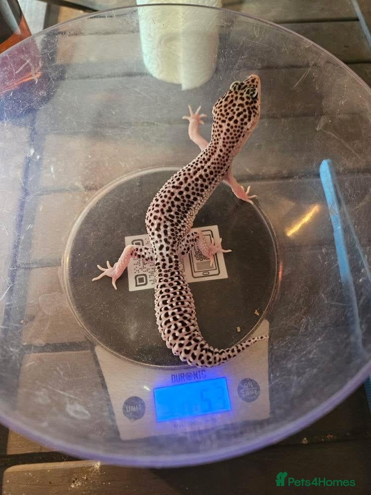 Leopard Gecko reptiles Last one female leopard geckos from 2025 - Advert 9