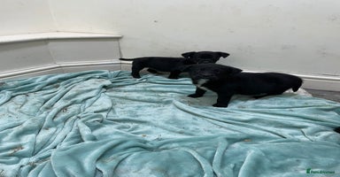 Borador dogs ⚫️lab x collie puppies ⚪️ - Advert 7