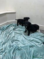 Borador dogs ⚫️lab x collie puppies ⚪️ - Advert 2