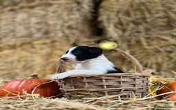 Border Collie dogs for sale: Beautiful cheeky border collies for sale - Image 24