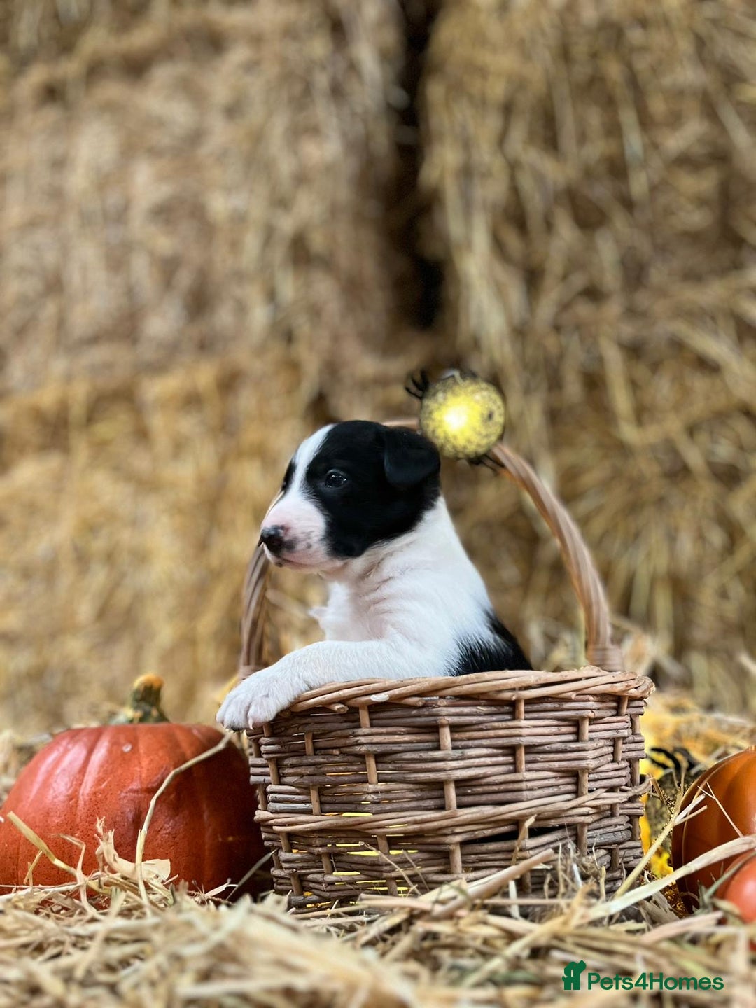 Border Collie dogs for sale: Beautiful cheeky border collies for sale - Image 24