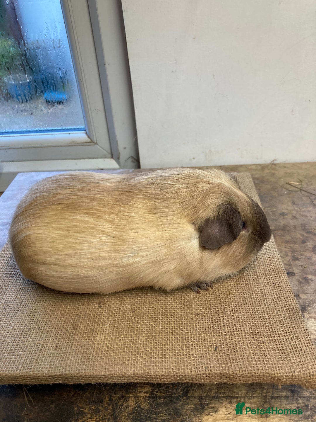 Guinea Pig rodents for sale: Californian Guinea pigs - Advert 10