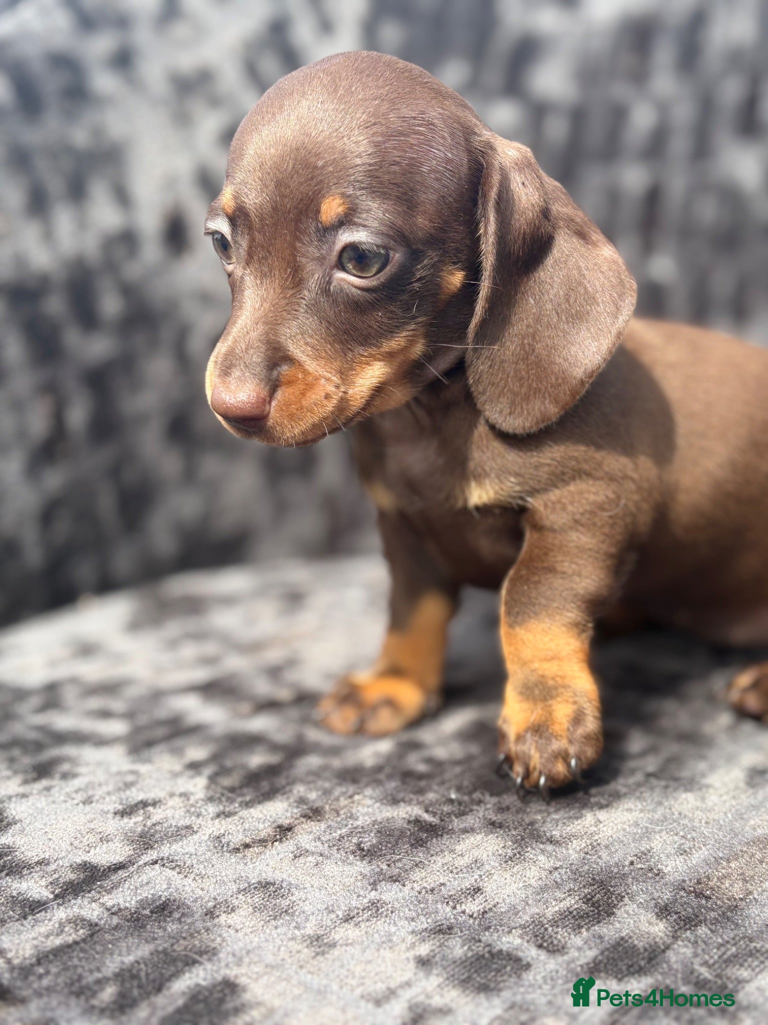 Miniature Dachshund dogs Beautiful dachshund puppies  - Advert 2