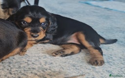 Sprocker dogs for sale: Three gorgeous girls for sale ❤️ - Image 5