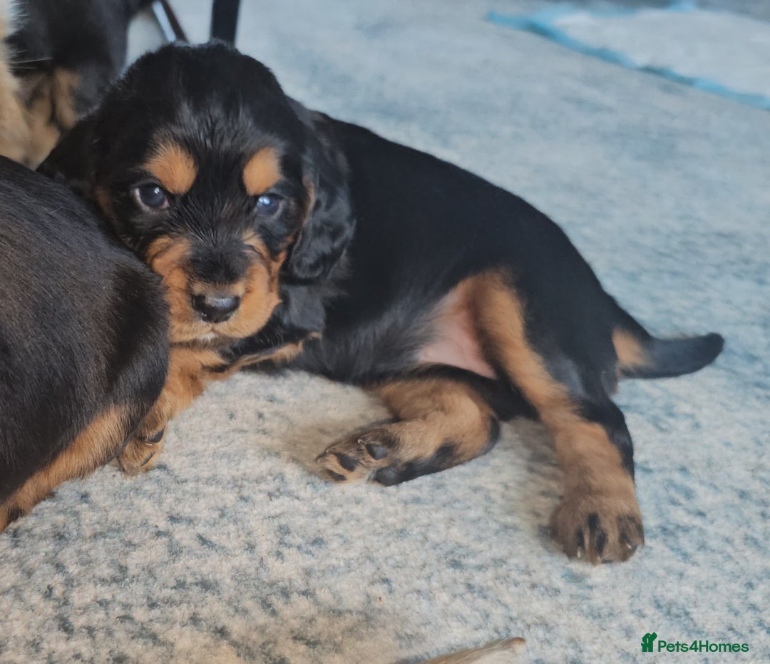 Sprocker dogs for sale: Three gorgeous girls for sale ❤️ - Image 5