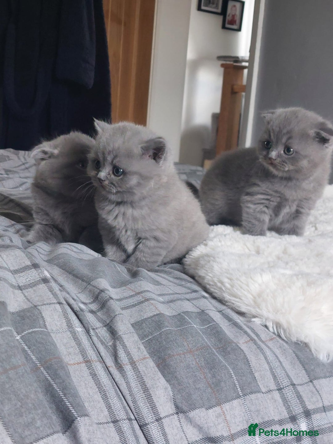 Scottish Fold cats for sale: **AVAILABLE NOW** Scottish fold kittens  - Image 4
