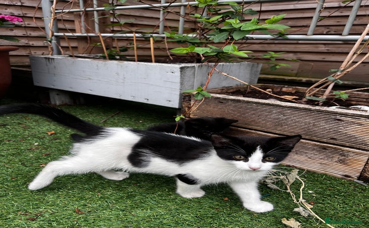 Mixed Breed cats - Advert 7
