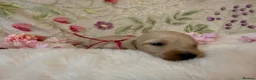 Miniature Dachshund dogs for sale: Cream long haired miniature dachshund puppies  - Advert 14