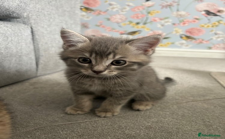 Domestic Shorthair cats - Advert 16