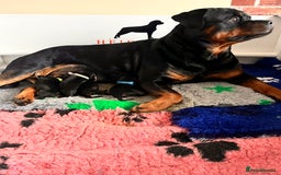 Rottweiler dogs for sale: Superb litter of dual purpose Rottweiler puppies. - Image 39