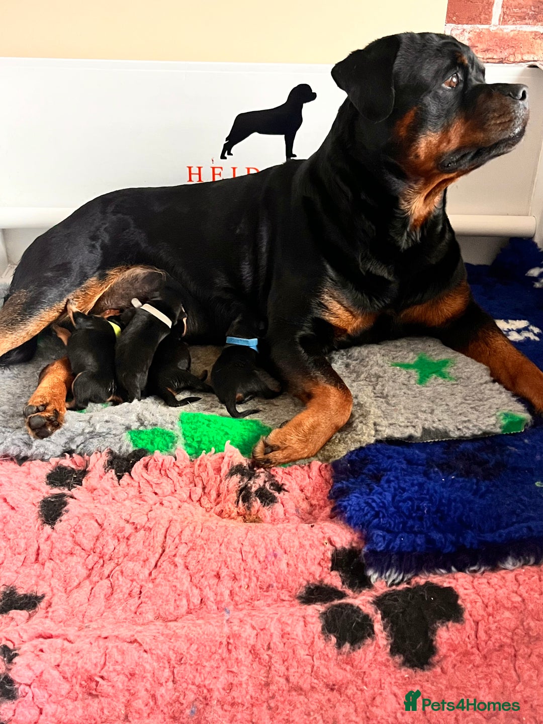 Rottweiler dogs for sale: Superb litter of dual purpose Rottweiler puppies. - Image 39