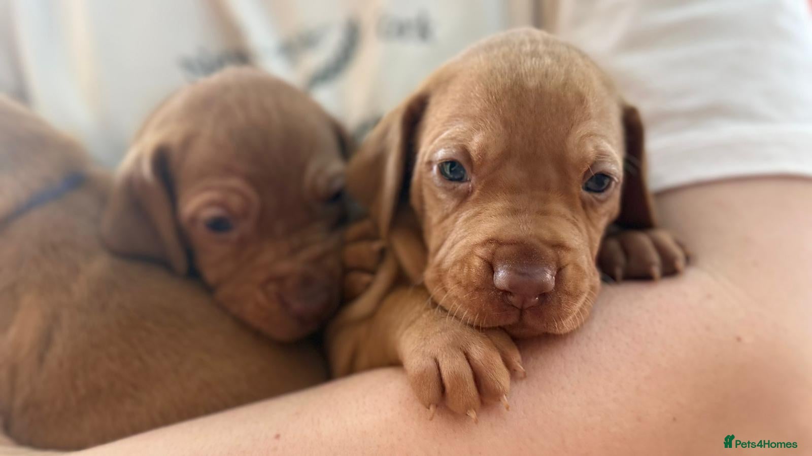 Hungarian Vizsla dogs 4 girls feft🐶 Hungerian Viszla Puppies 🐶😍  - Advert 1