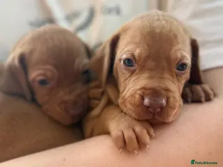 Hungarian Vizsla dogs 4 girls feft🐶 Hungerian Viszla Puppies 🐶😍 - Advert 1
