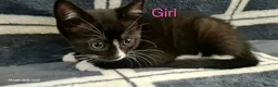 Mixed Breed cats for sale: 6 Beautiful Kittens  - Advert 6