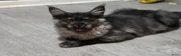 Maine Coon cats for sale: 🩷 Maine coon smokey black girls 🩷 - Advert 14