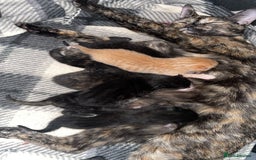 Mixed Breed cats for sale: Only 1 black male available - Image 10
