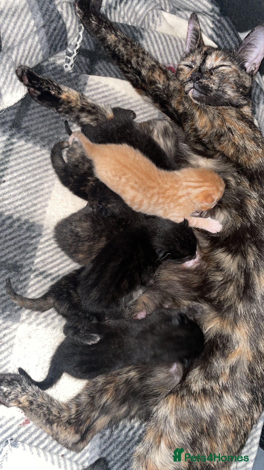 Mixed Breed cats for sale: Only 1 black male available - Image 10
