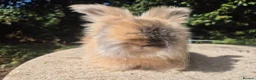 Angora rabbits for sale: 💙READY NOW-FULL FACE ANGORA BOY-PARENTS FROM🇫🇷 - Advert 3