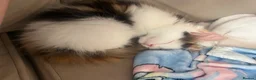 Ragdoll cats for sale: Beautiful Ragdoll Kittens - Advert 12