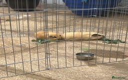 Guinea Pig rodents for sale: 2 Guinea Pigs For Sale inc Free cage - Image 1