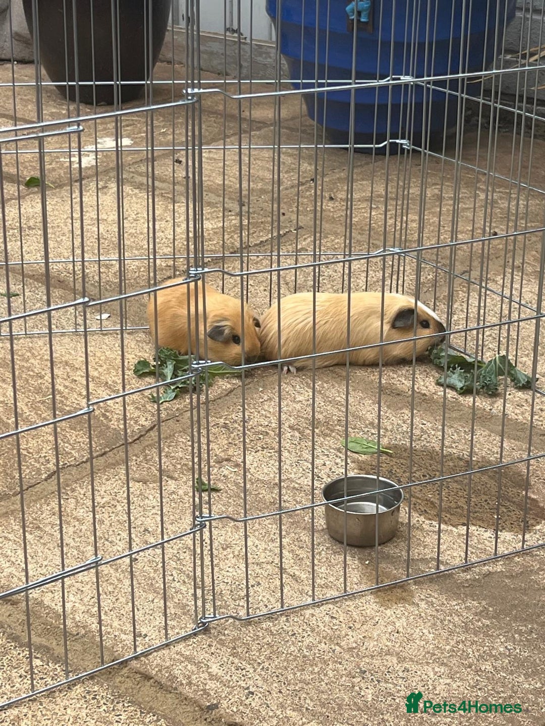 Guinea Pig rodents for sale: 2 Guinea Pigs For Sale inc Free cage - Image 1