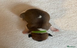 Whippet dogs for sale: 6 Stunning KC Pedigree Whippet Puppies - Image 16