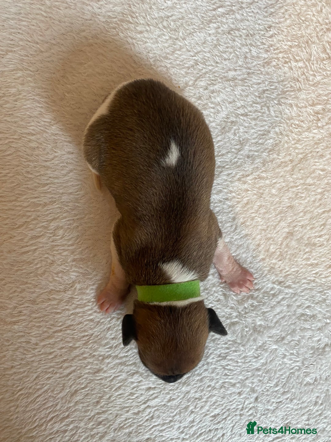 Whippet dogs for sale: 6 Stunning KC Pedigree Whippet Puppies - Image 16