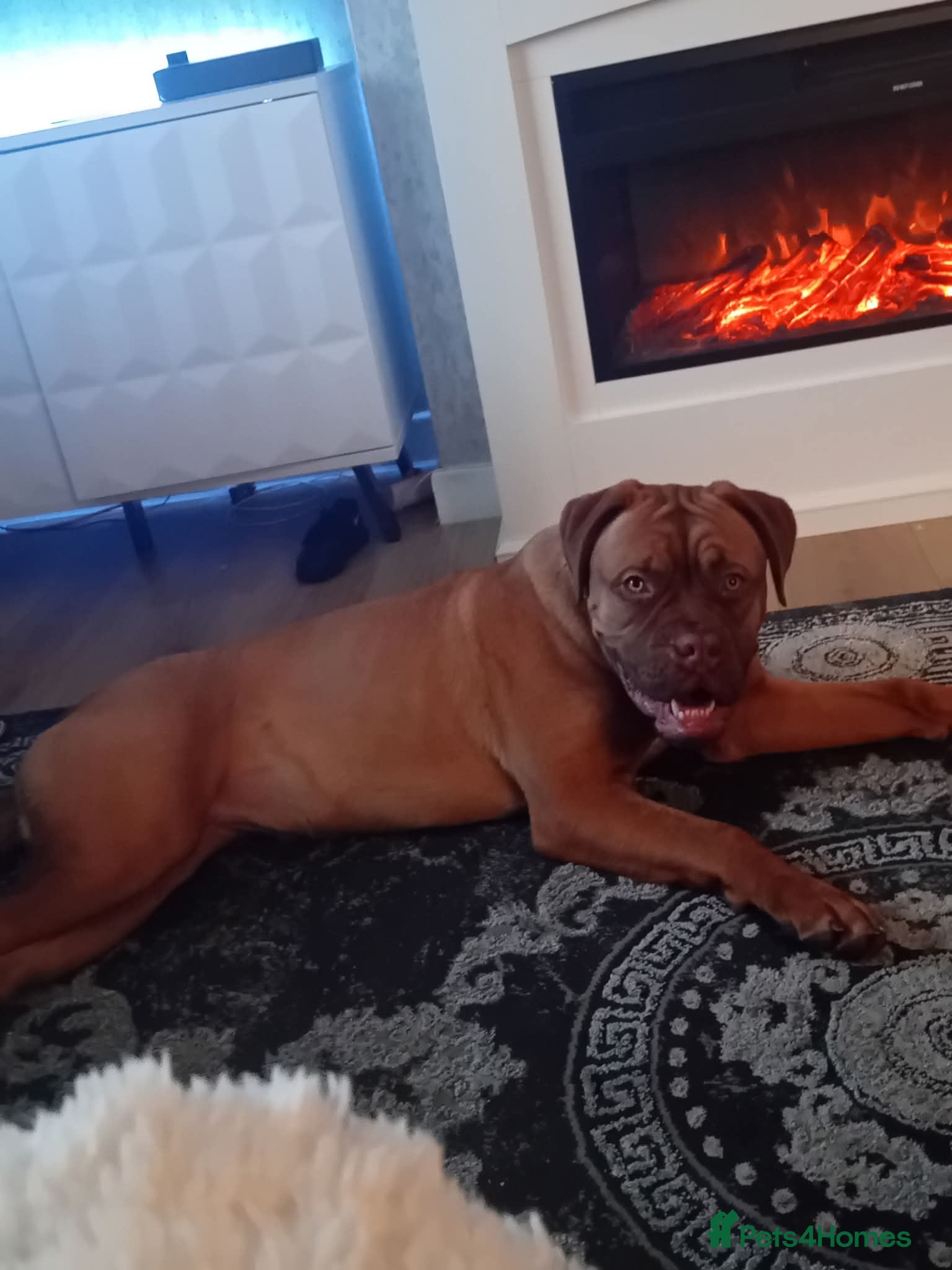 Dogue De Bordeaux dogs Dogue De Bordeaux - Advert 3