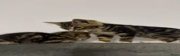 Mixed Breed cats for sale: Adorable Kittens Ready for Their Forever Homes🐾 - Advert 7