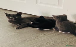 Mixed Breed cats for sale: British blue/Russian blue cross - Image 2